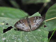 Tanaecia palguna