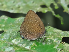 Arhopala aedias