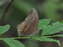 Coelites epiminthia