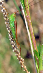 Conocephalus conocephalus
