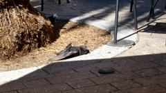 Columba livia domestica