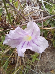 Ruellia pilosa