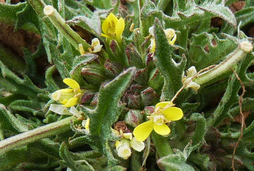 Erysimum incanum image