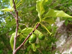 Rytigynia