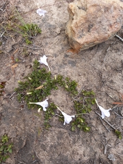 Ruellia pilosa