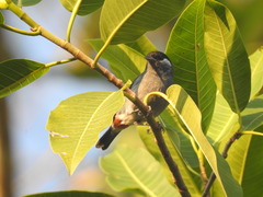 Conirostrum leucogenys