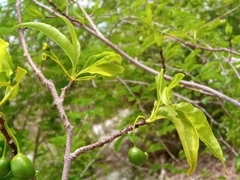 Rytigynia