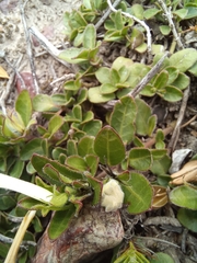 Ruellia pilosa