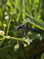 Eremnophila