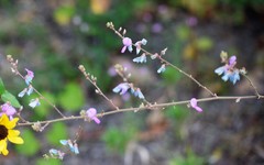 Desmodium viridiflorum