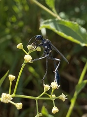 Eremnophila