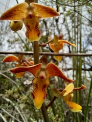 Eulophia tuberculata