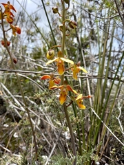 Eulophia tuberculata