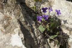 Viola alba dehnhardtii