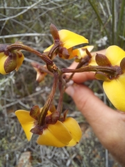 Eulophia tuberculata