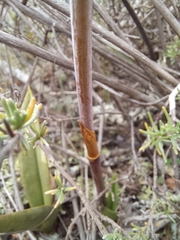 Eulophia tuberculata