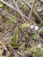 Eulophia tuberculata
