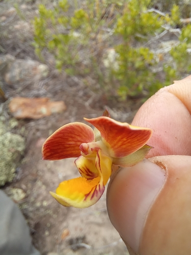 Image of Eulophia tuberculata by (c) kevin koen, some rights reserved (CC BY-SA)