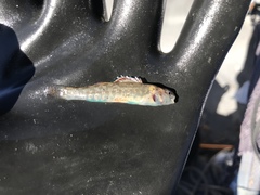 Etheostoma lepidum