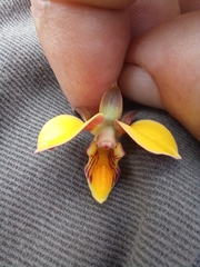 Eulophia tuberculata