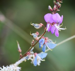 Desmodium viridiflorum