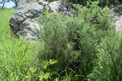 Asparagus cooperi