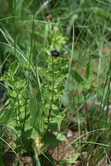 Brachystelma gerrardii