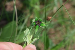 Brachystelma gerrardii