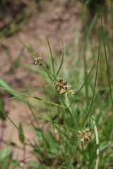 Periglossum mackenii
