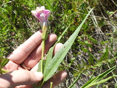 Ipomoea longifolia