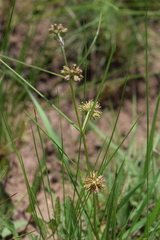 Periglossum mackenii