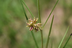 Periglossum mackenii