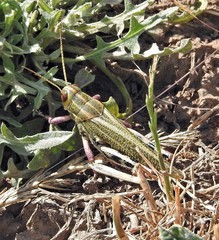 Diponthus dispar
