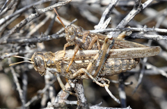 Dericorys carthagonovae