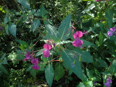 Impatiens glandulifera