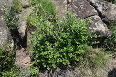 Vanguerieae