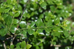 Vanguerieae