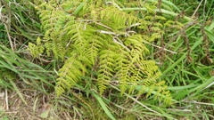 Hypolepis sparsisora