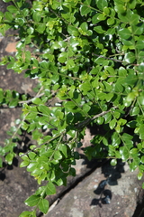 Vanguerieae
