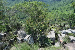 Acridocarpus natalitius