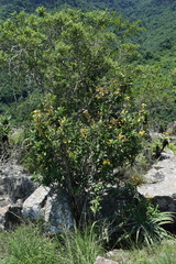 Acridocarpus natalitius