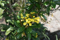 Acridocarpus natalitius