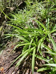 Chlorophytum comosum