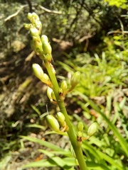 Chlorophytum comosum