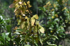 Acridocarpus natalitius