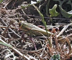 Diponthus dispar