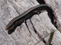 Plestiodon skiltonianus skiltonianus