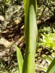 Chlorophytum comosum