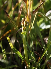 Botrychium ascendens