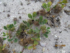 Medicago laciniata